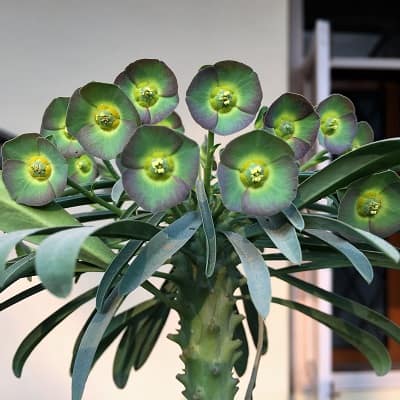 euphorbia pubiglans