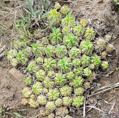 euphorbia pulvinata