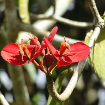 euphorbia punicea