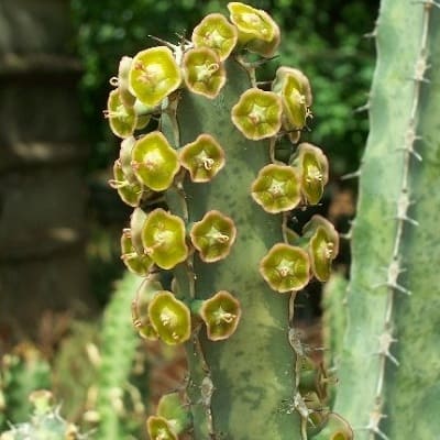 euphorbia quadrangularis