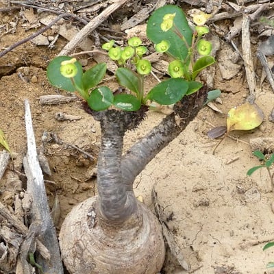 euphorbia ramena