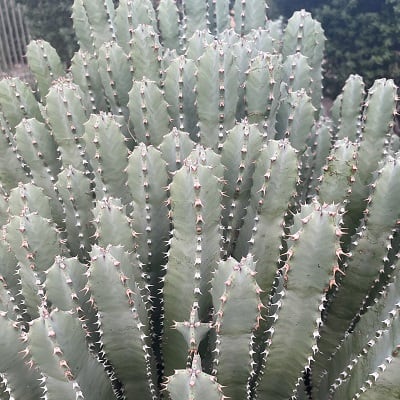 euphorbia resinifera