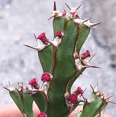 euphorbia restricta