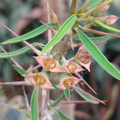 euphorbia rossii