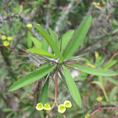 euphorbia sakarahaensis