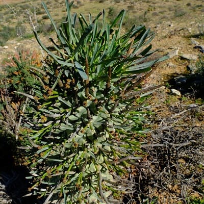 euphorbia schoenlandii