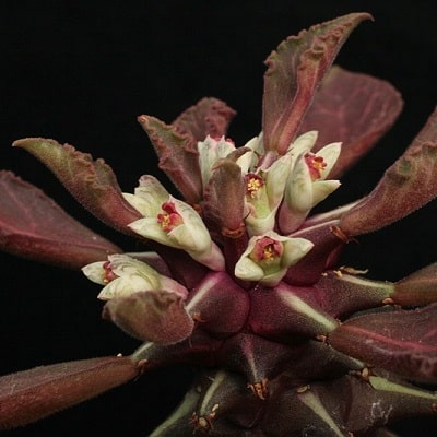 euphorbia schubei