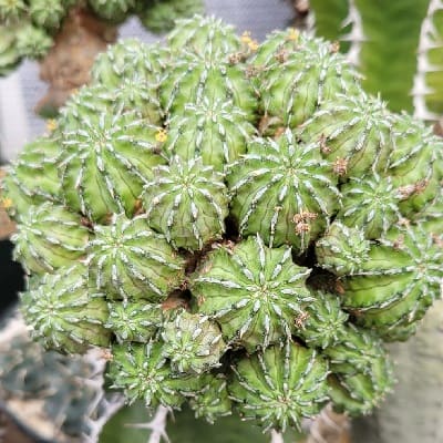 euphorbia sepulta