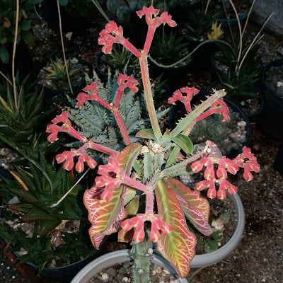 euphorbia spectabilis