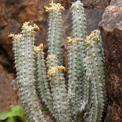 euphorbia spiralis