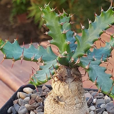 euphorbia squarrosa