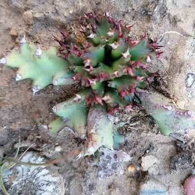 euphorbia stellata