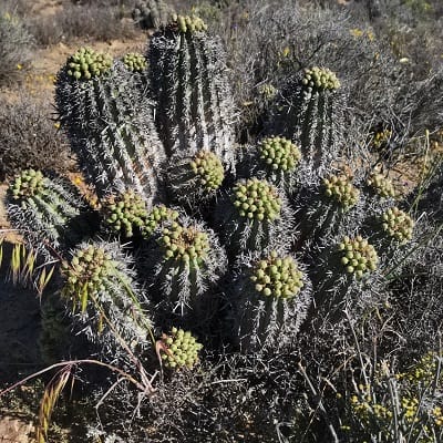 euphorbia stellispina