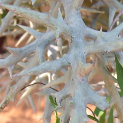 euphorbia stenoclada