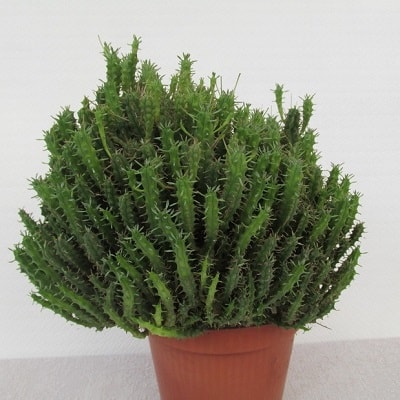 euphorbia submammillaris