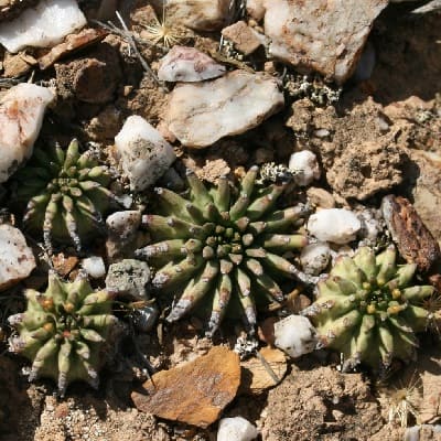 euphorbia susannae