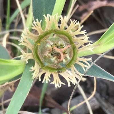 euphorbia trichadenia