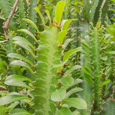 euphorbia trigona