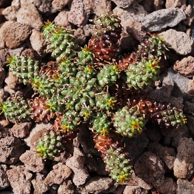 euphorbia truncata