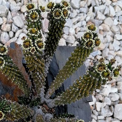 euphorbia tuberculata