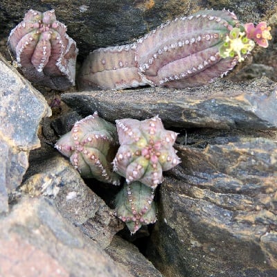 euphorbia tubiglans