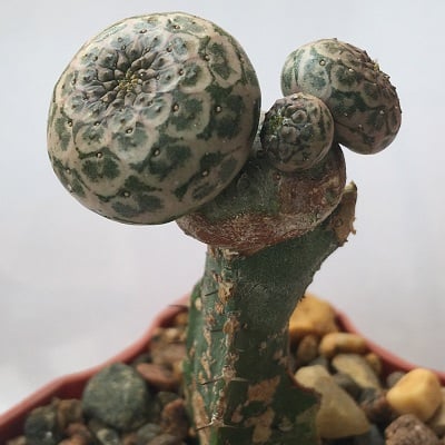 euphorbia turbiniformis