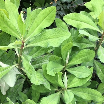 euphorbia umbellata