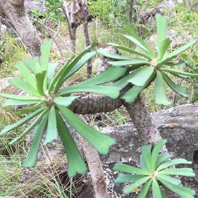 euphorbia unispina