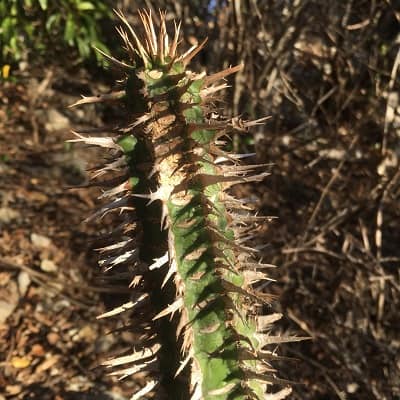 euphorbia viguieri