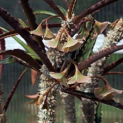 euphorbia waringiae