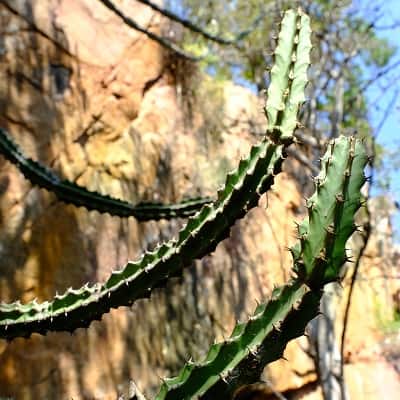 euphorbia zoutpansbergensis