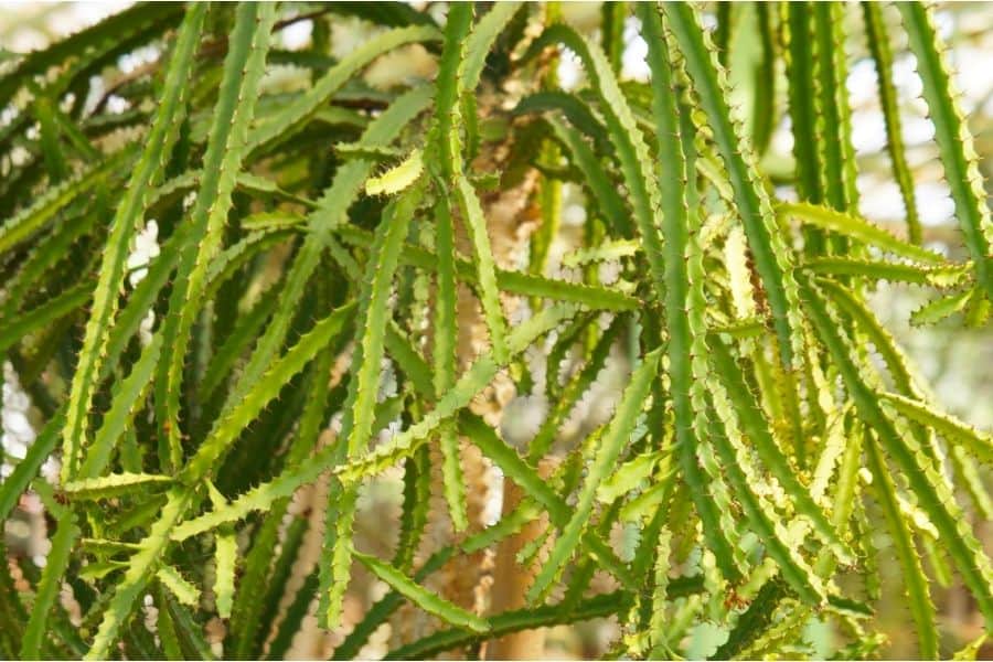 selenicereus epiphytic cacti