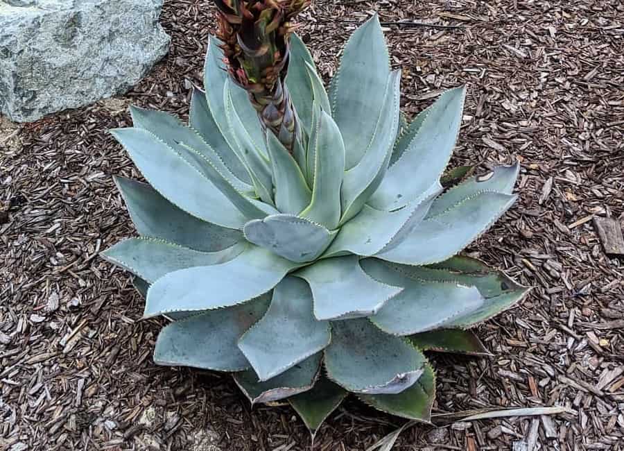 agave celsii nova