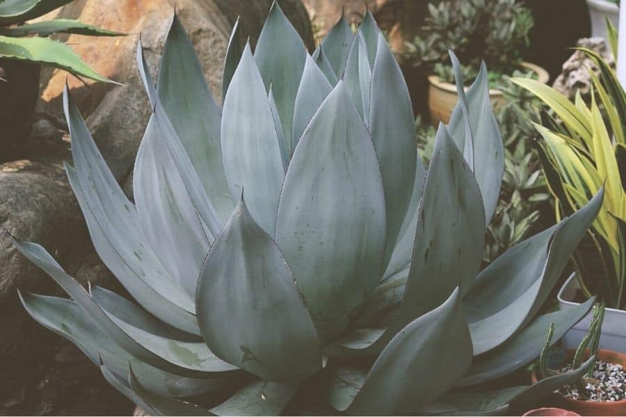 agave celsii nova