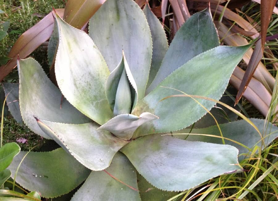 agave celsii nova