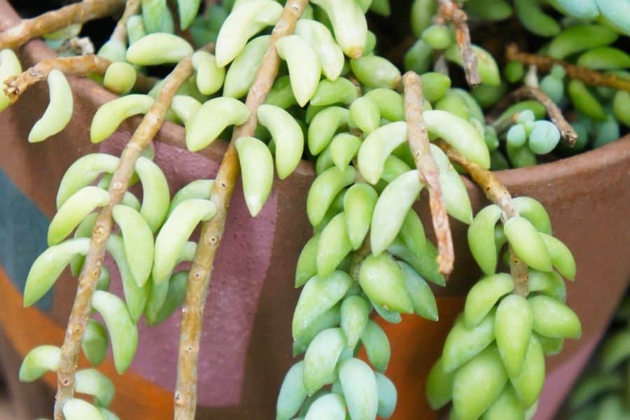 burro's tail leaves falling off