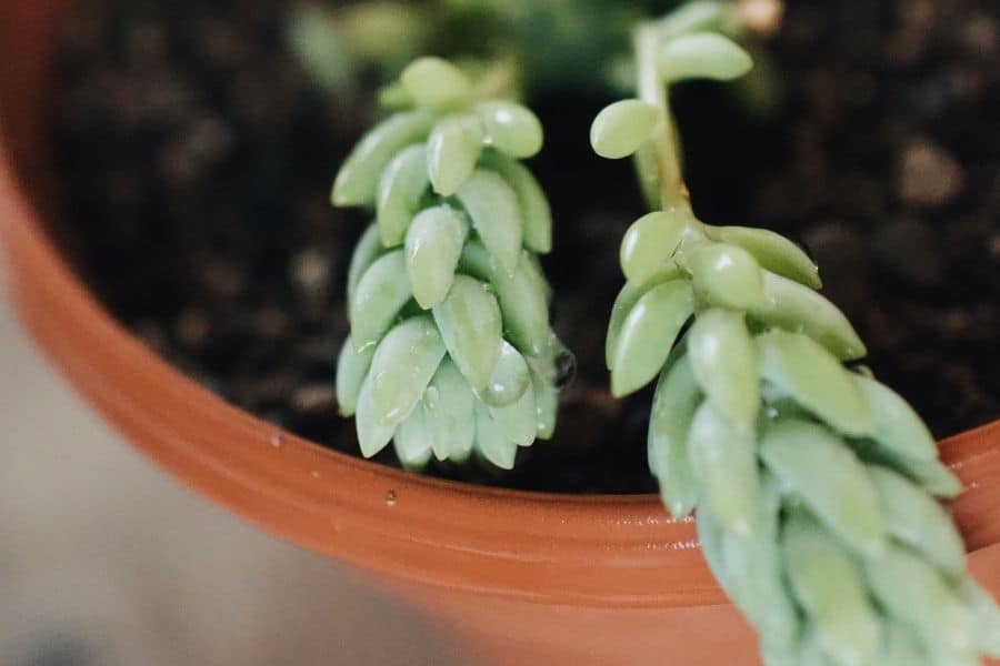 burro's tail leaves falling off