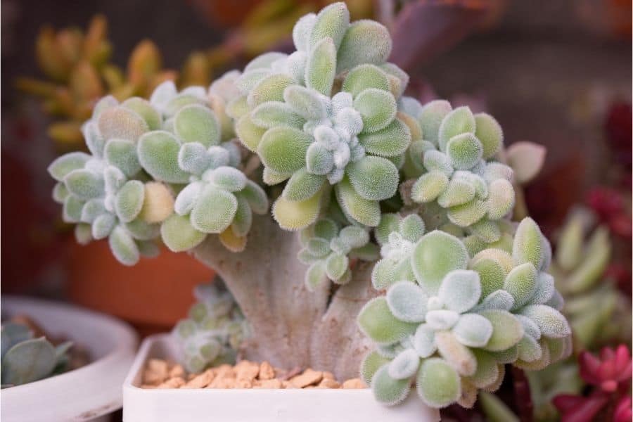 echeveria frosty