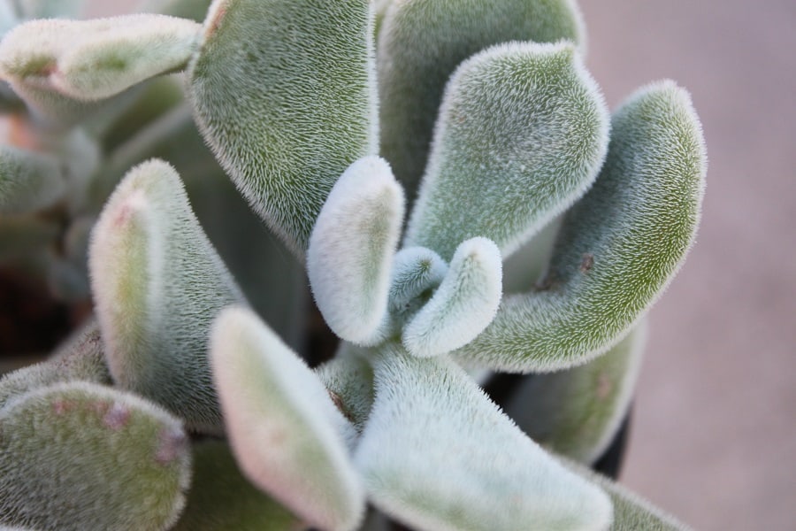 echeveria frosty