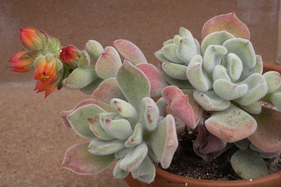 echeveria frosty