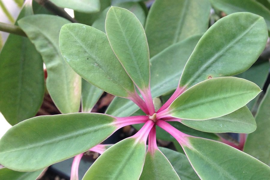 euphorbia bongolavensis