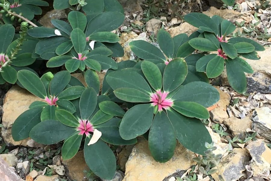 euphorbia bongolavensis