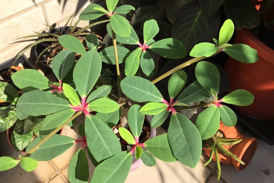 euphorbia bongolavensis