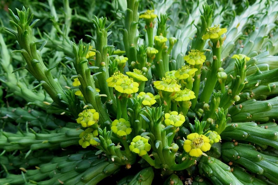 euphorbia flanaganii