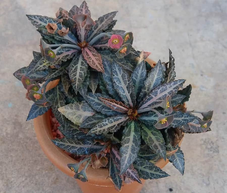 euphorbia francoisii