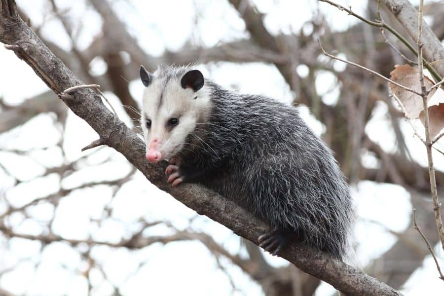 opossum