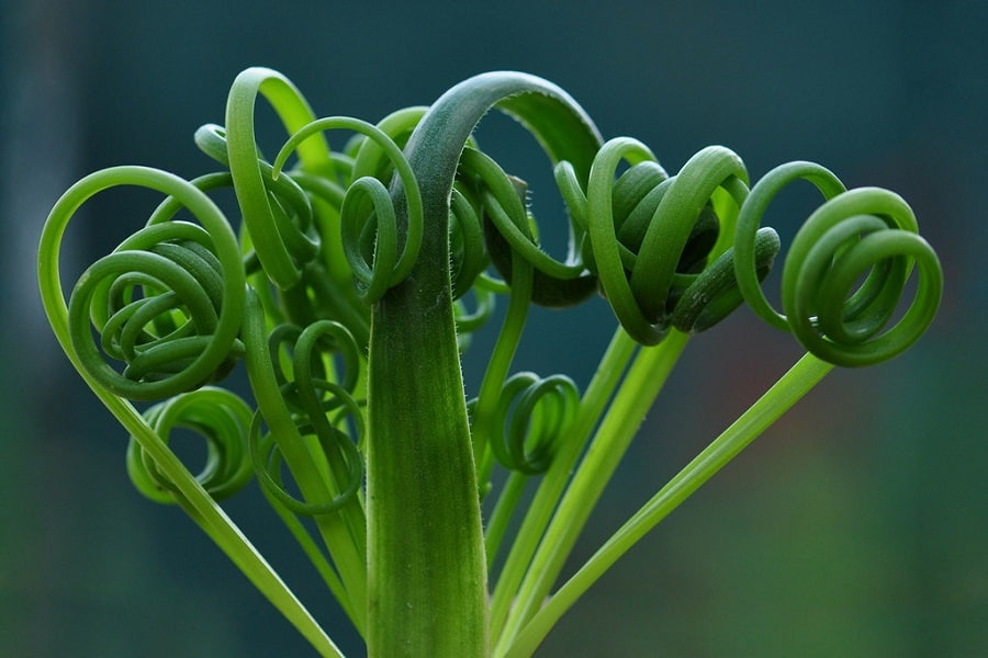 spiral grass succulent