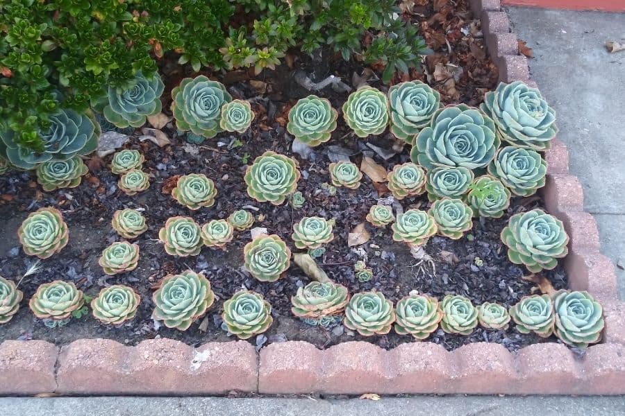 succulent garden