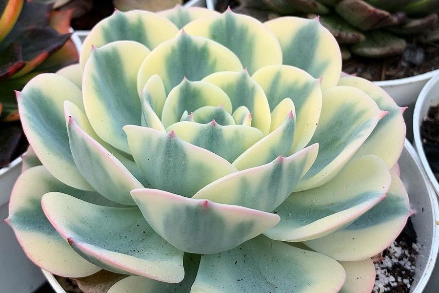 echeveria compton carousel