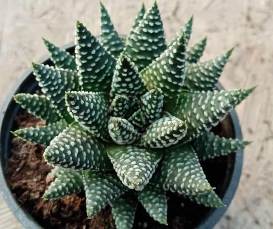 haworthia albert